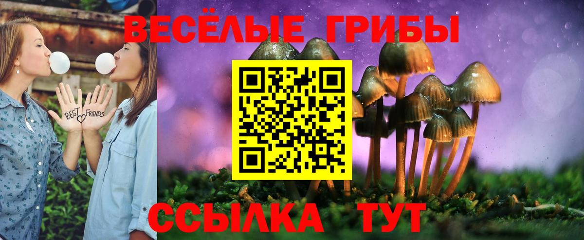Галлюциногенные грибы Psilocybe Североморск